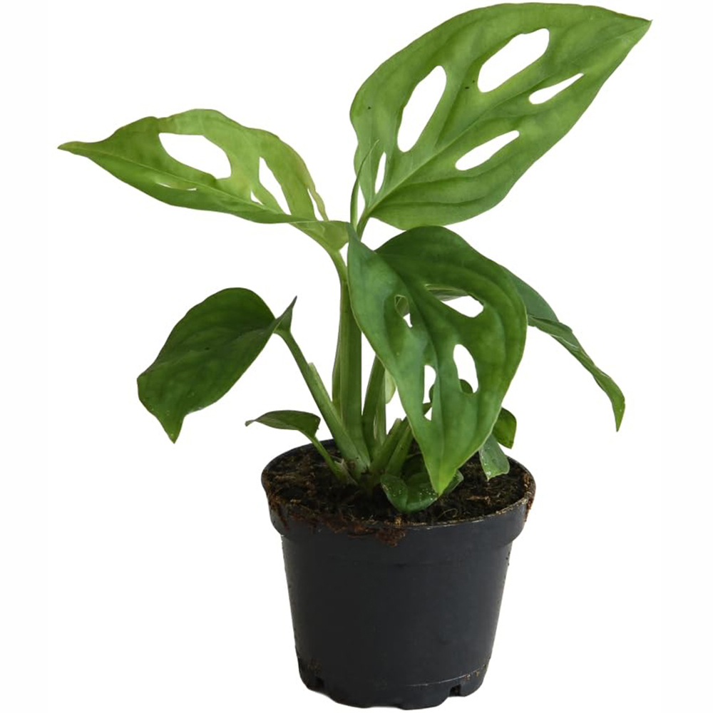 Thompson and Morgan Monstera Adansonii Plant Pot 10.5cm Image 2