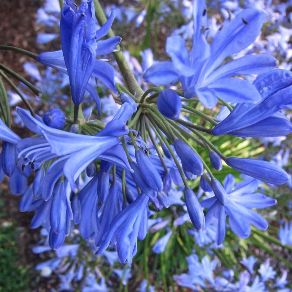 Thompson & Morgan Agapanthus Umbellatus Seastorm Plant Pot 10L Image 2