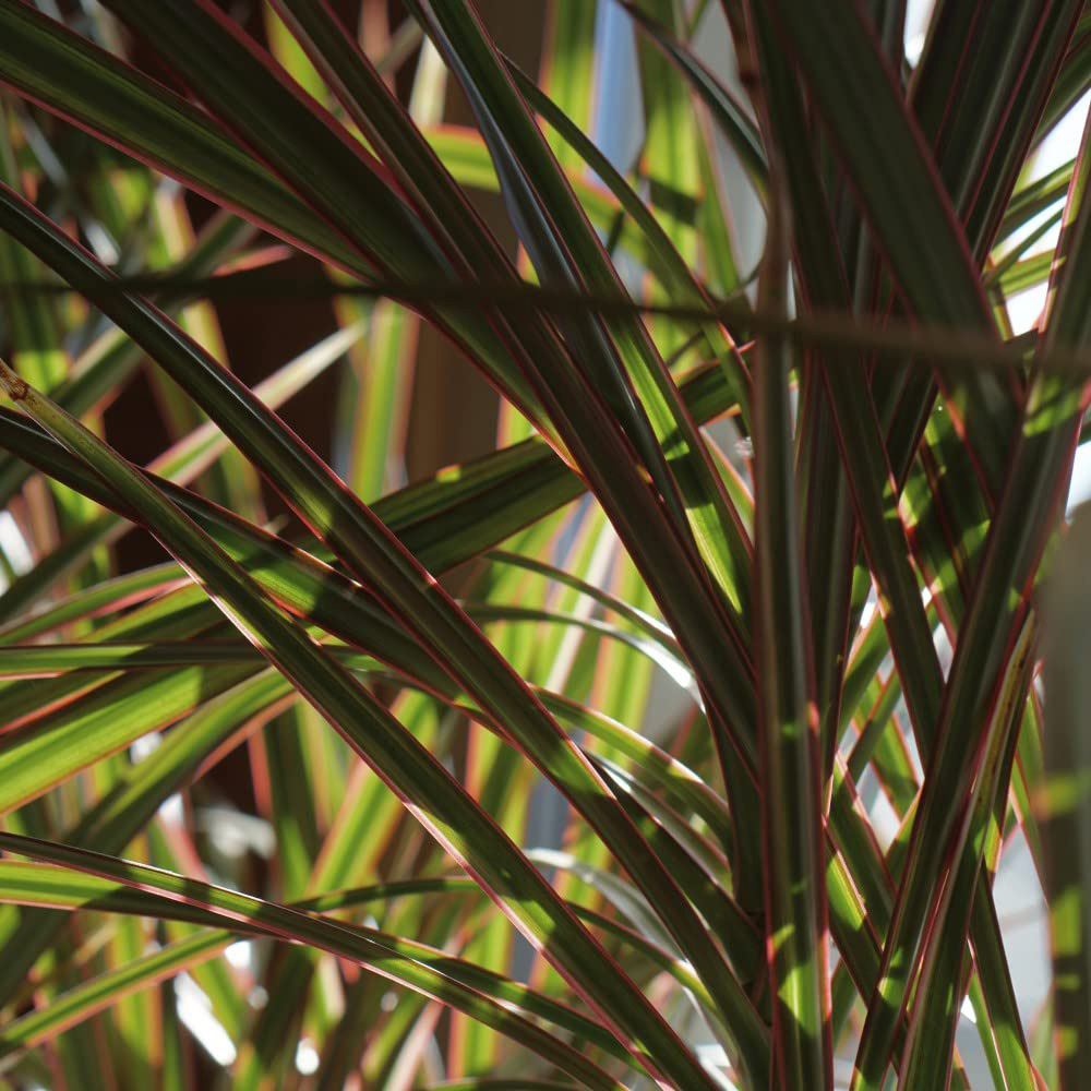 Thompson and Morgan Dracaena Marginata Bicolour Potted Plant 14cm 2 Pack Image 2