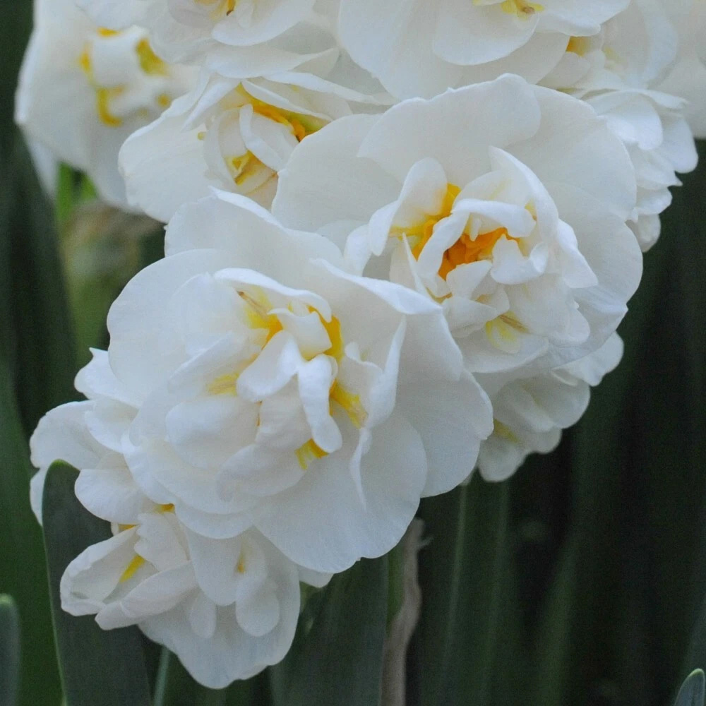 Thompson and Morgan Daffodil Cheerfulness White Planting Bulb 32 Pack Image 3