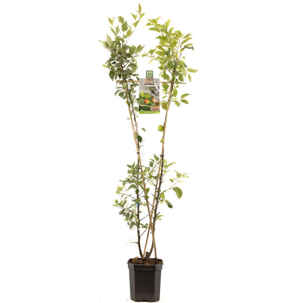 Thompson and Morgan Apple Malus Duo Apple Family Tree Pot 5L 2 Pack Image 2