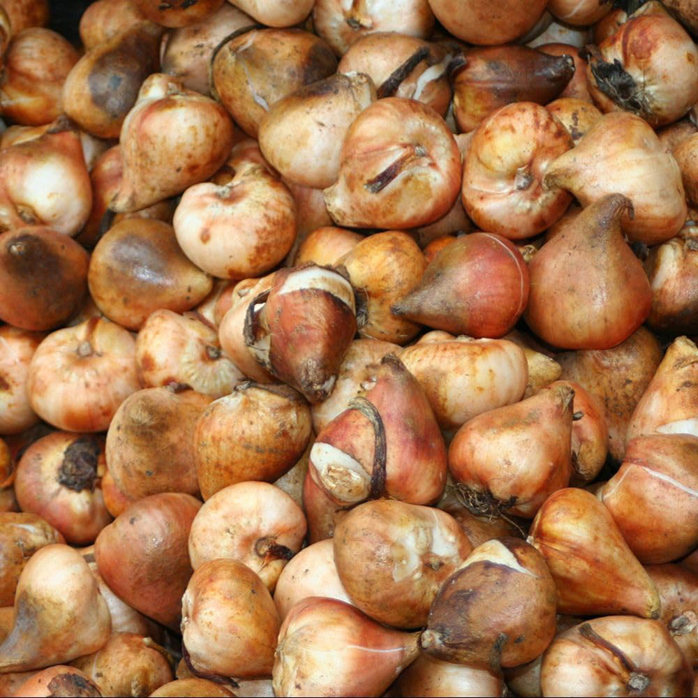 Thompson and Morgan Tulip Akebono Bulbs 16 Pack Image 2