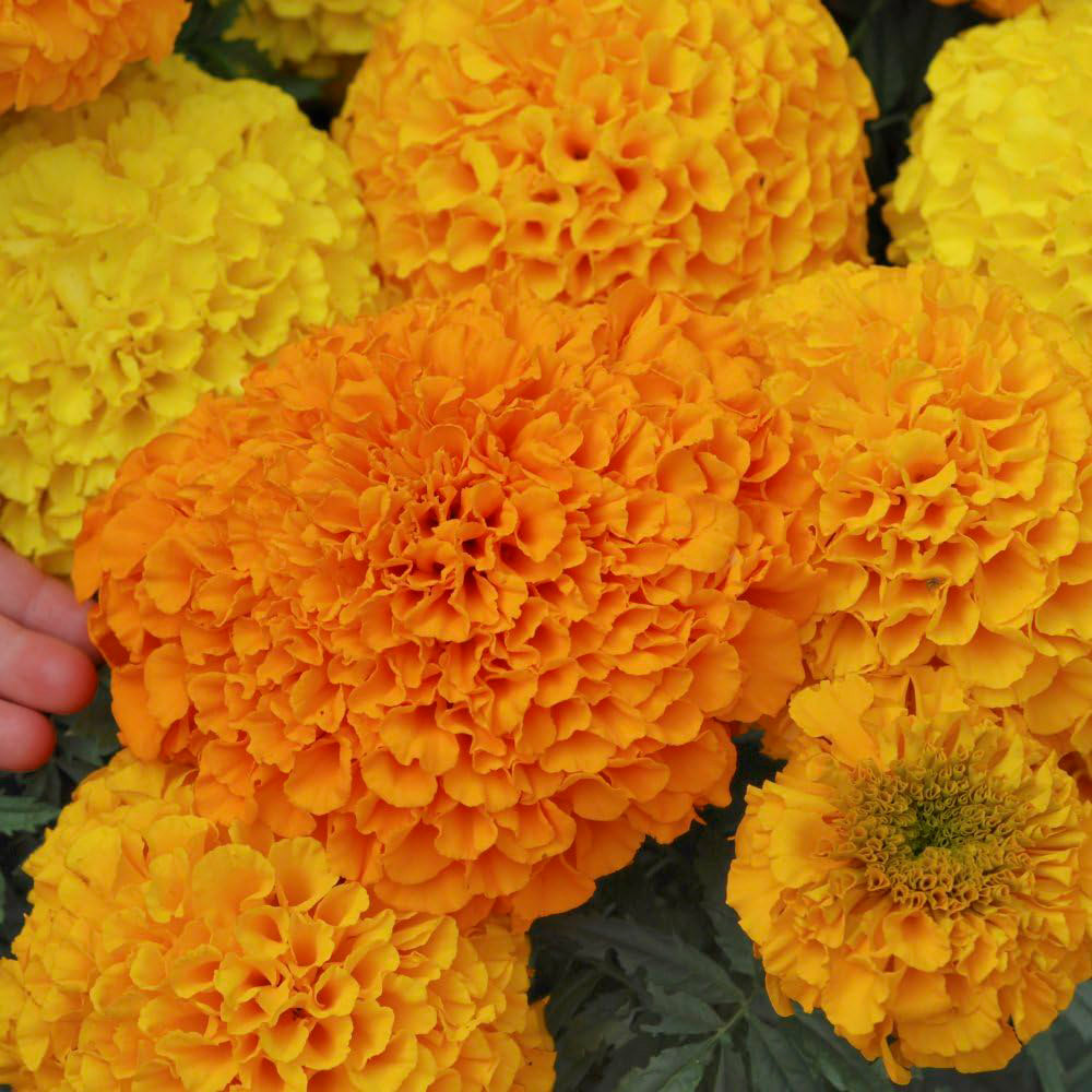 Thompson and Morgan Marigold Marvel Mix Garden Ready Plant 15 Pack Image 2