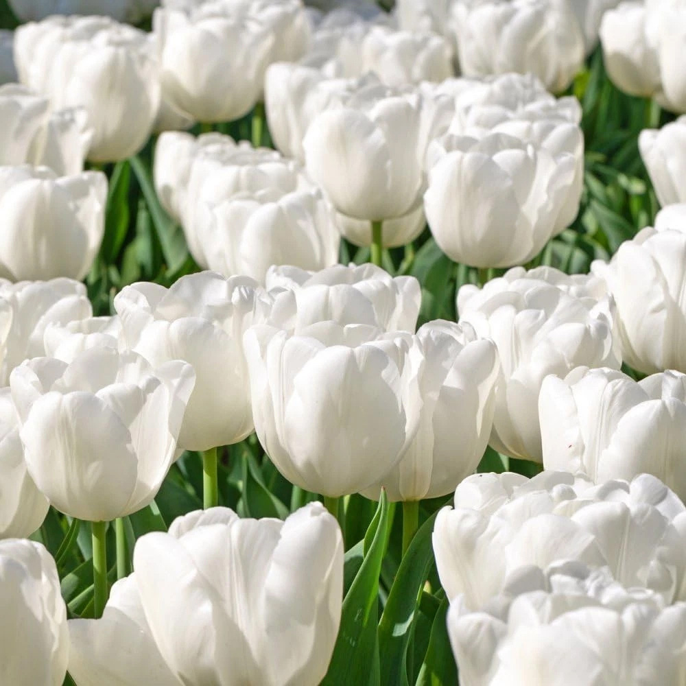 Thompson and Morgan Tulip Single Early White Prince Planting Bulb 16 Pack Image 3