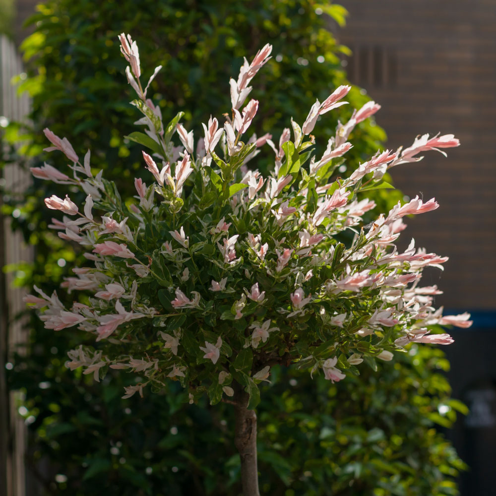 Thompson & Morgan 80cm Salix Flamingo Standard Stem Pot 21cm 2 Pack Image 3