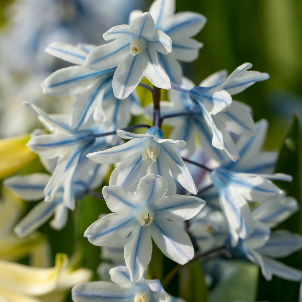 YouGarden Russian Snowdrop Puschkinia Libanotica Planting Bulb 60 Pack Image 2