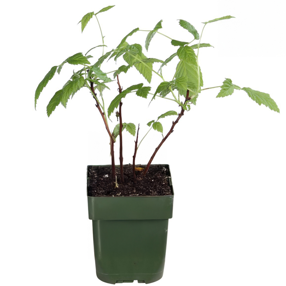 Thompson and Morgan Raspberry Little Sweet Sister Plant Pot 13cm Image 2