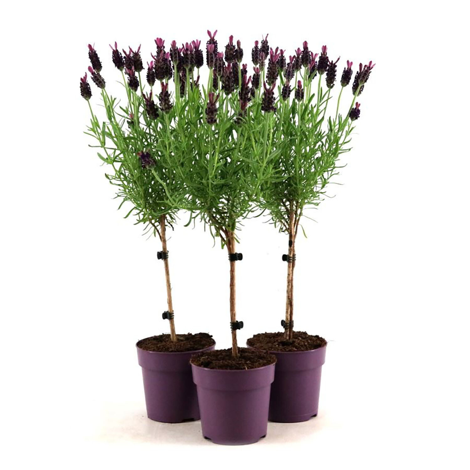 Lavandula Stoechas Anouk Stem 12cm - Purple Image