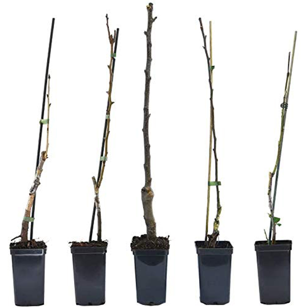 Thompson and Morgan Mini Fruit Collection Plant Pot 9cm 5 Pack Image 8