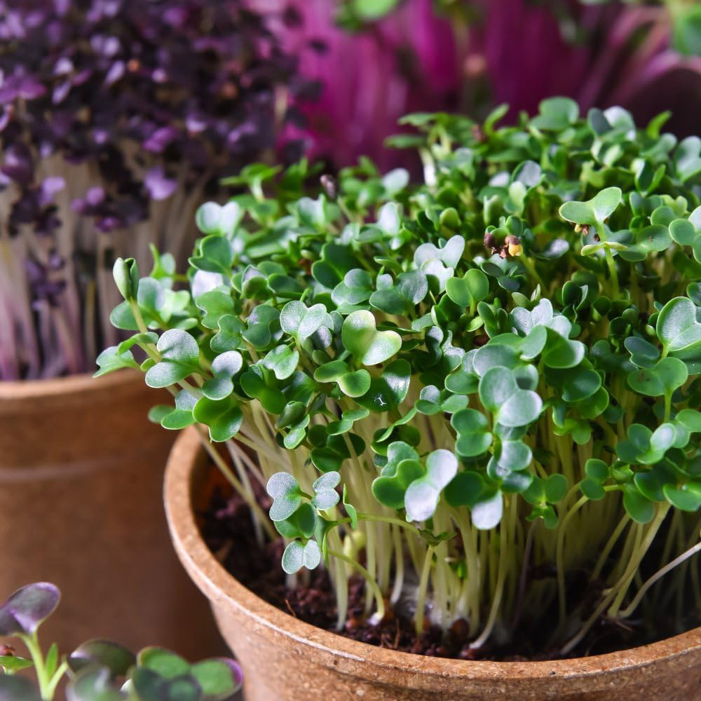 Thompson & Morgan Microgreens Rainbow Seed Grow Kit Image 2