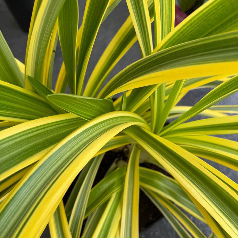 Thompson & Morgan Agapanthus Zambezi Plant Pot 9cm Image 3