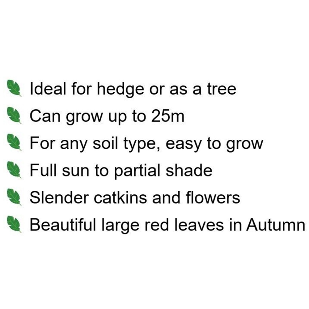 Inspirational Gifting Red Oak Bare Root Hedge Plant Sapling 2-3ft 5 Pack Image 5