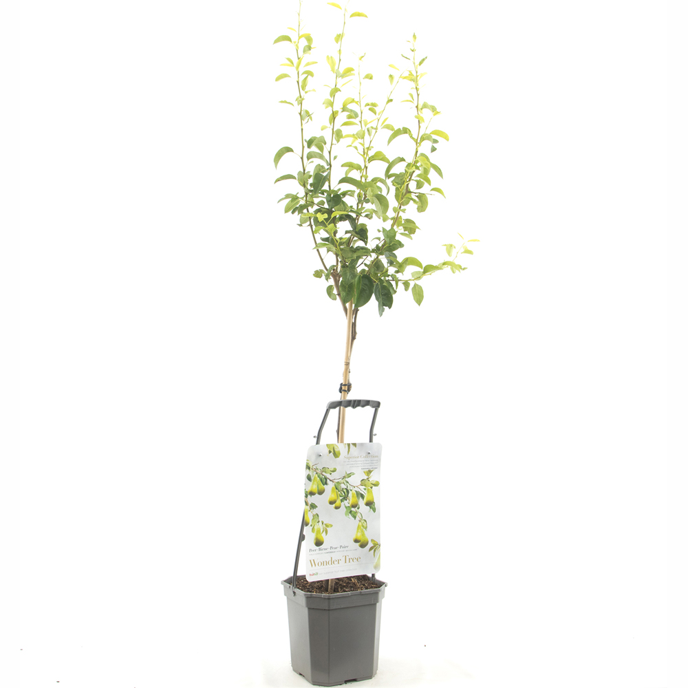 Thompson and Morgan Pear Pyrus Red William Quince A Plant Pot 4.5L Image 2