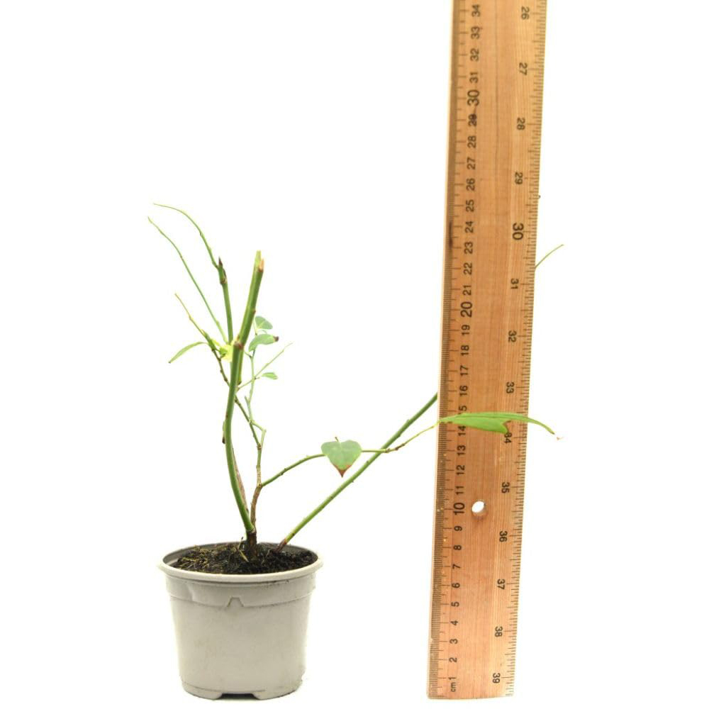 Thompson and Morgan Blueberry Vaccinium Blue gold Potted Plant 9cm Image 4