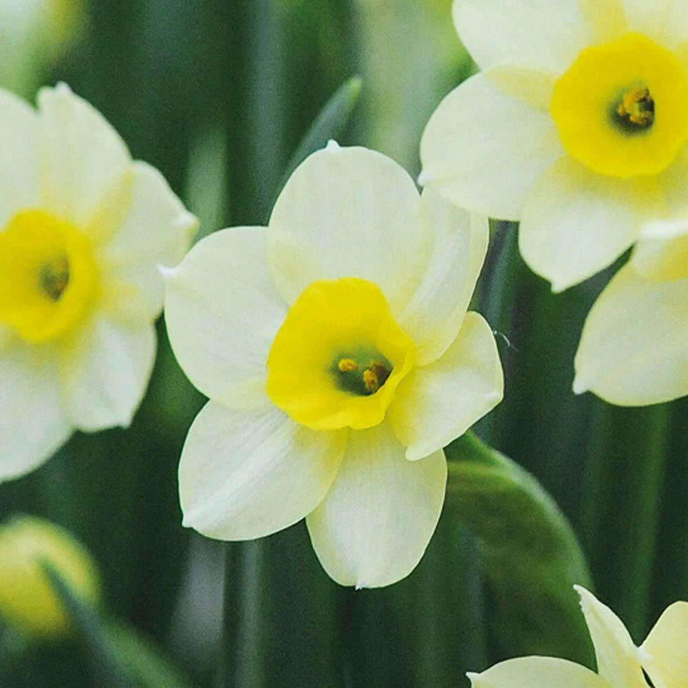 Thompson and Morgan Daffodil Minnow Planting Bulb 40 Pack Image 3