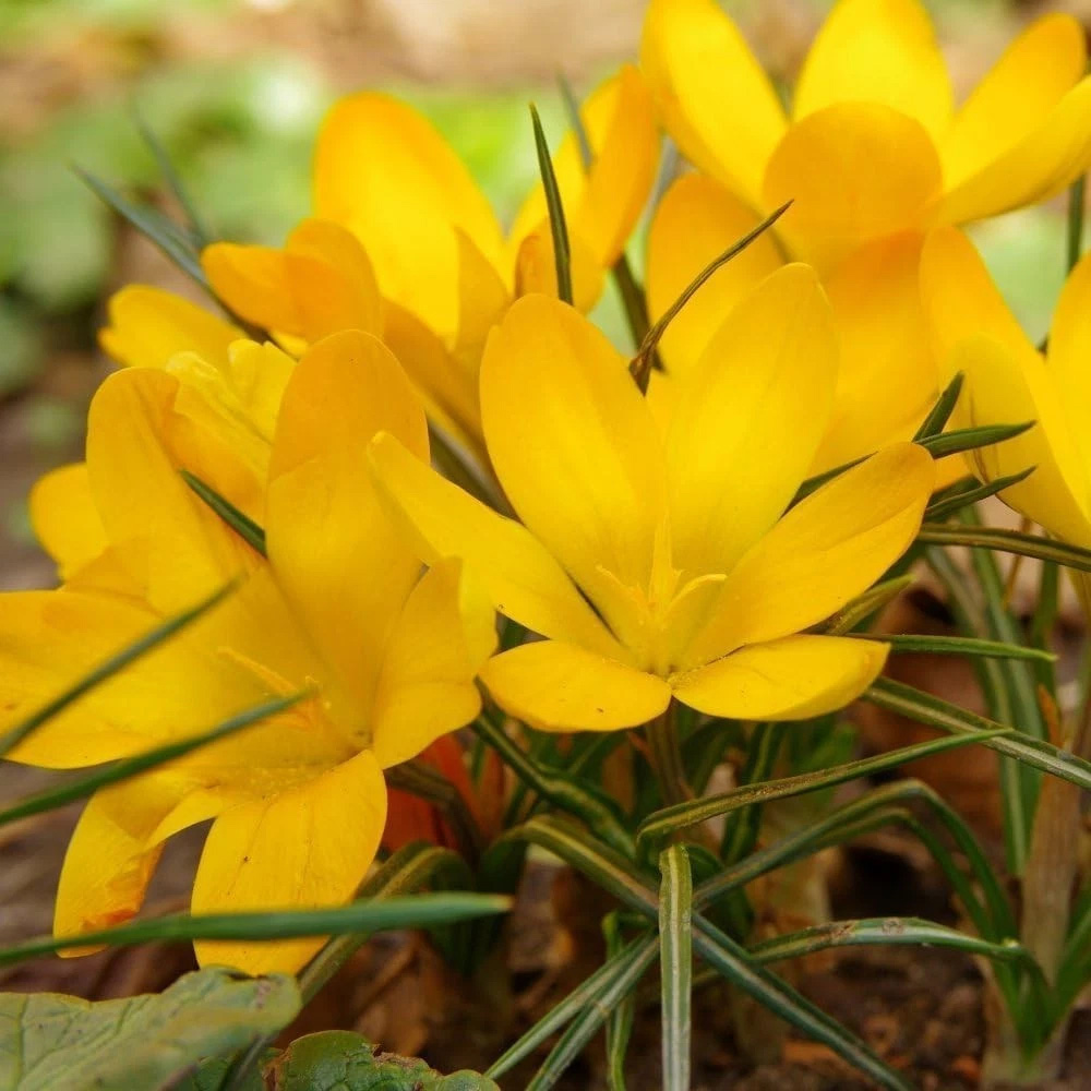 Thompson and Morgan Crocus Dutch Yellow Planting Bulb 80 Pack Image 4