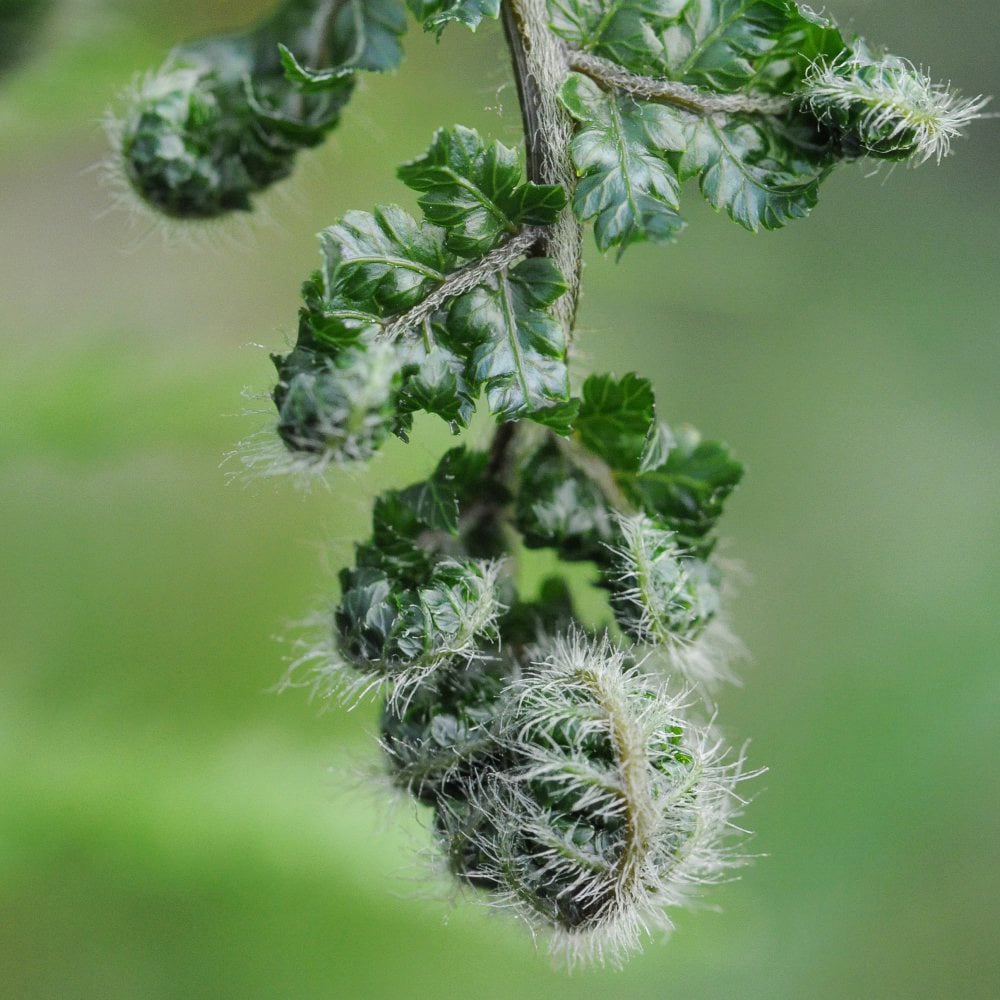 Thompson and Morgan Tree Fern Dicksonia Antarctica Plant Pot 2L 2 Pack Image 3