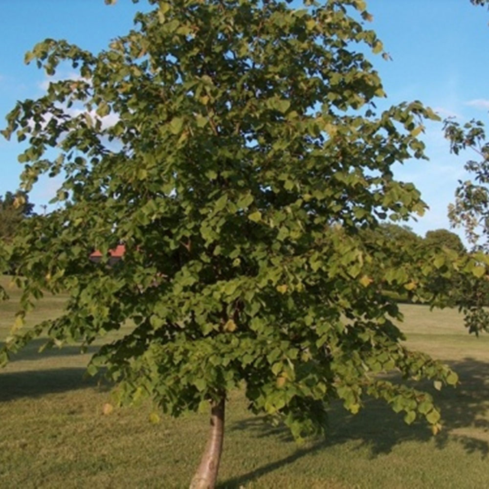 Inspirational Gifting Lime Bare Root Hedge Plant Sapling 2-3ft 20 Pack Image 2