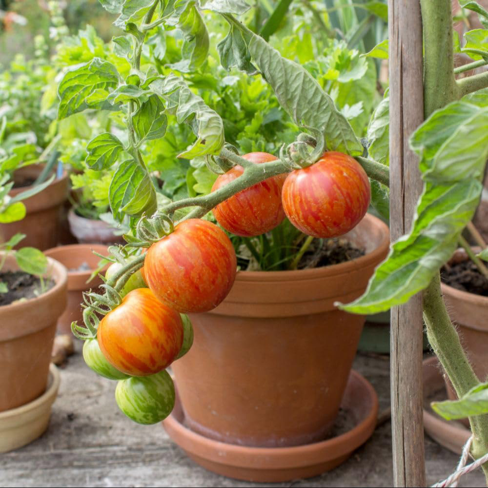 Thompson and Morgan Tomato Tigerella Mr Stripey Seed Packet Image 2