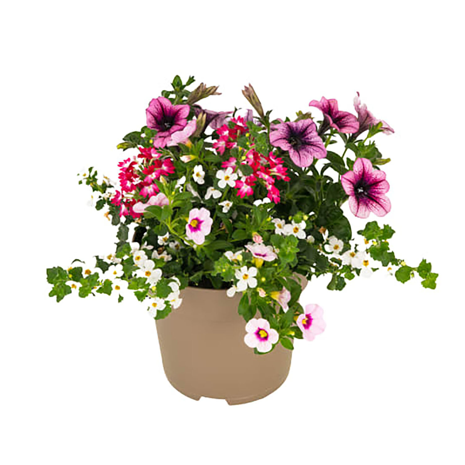 Parade Bedding - Multicolour Image