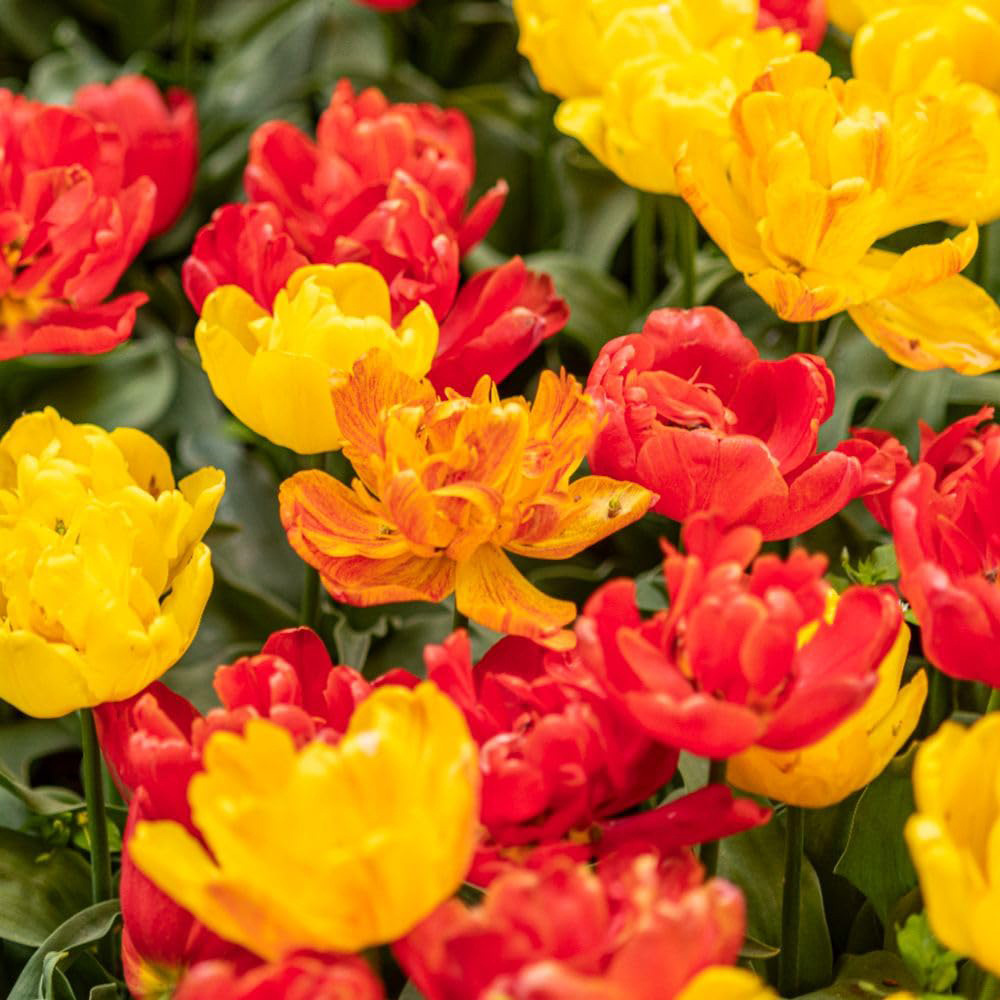 Thompson and Morgan Tulip Baby Blend Bulbs 16 Pack Image 4