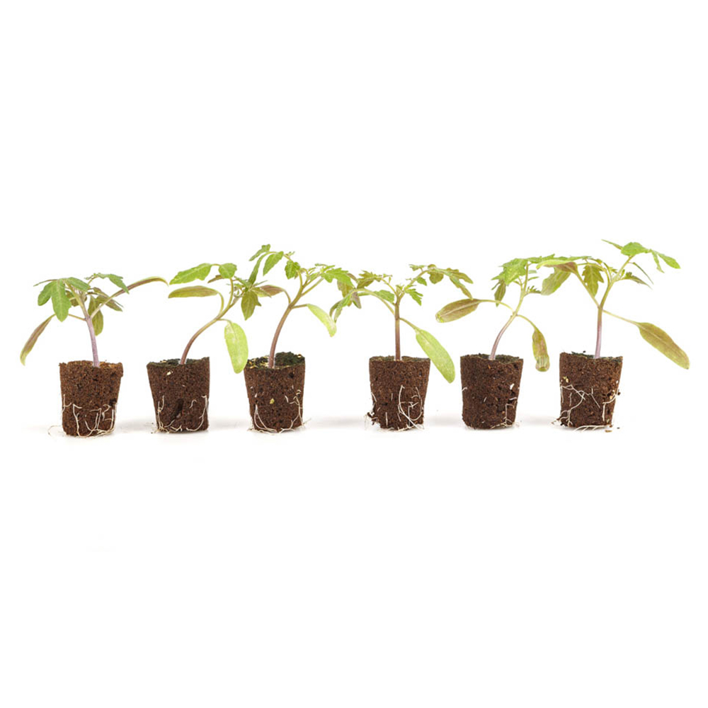 YouGarden Tomato Moneymaker plug x 6 Image 2