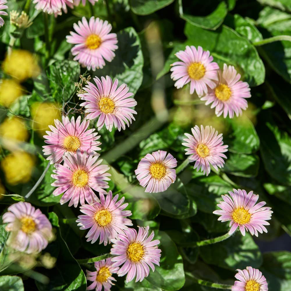 Thompson and Morgan Gerbera Garvinea Cheeky Pink Plant Pot 7cm Image 1