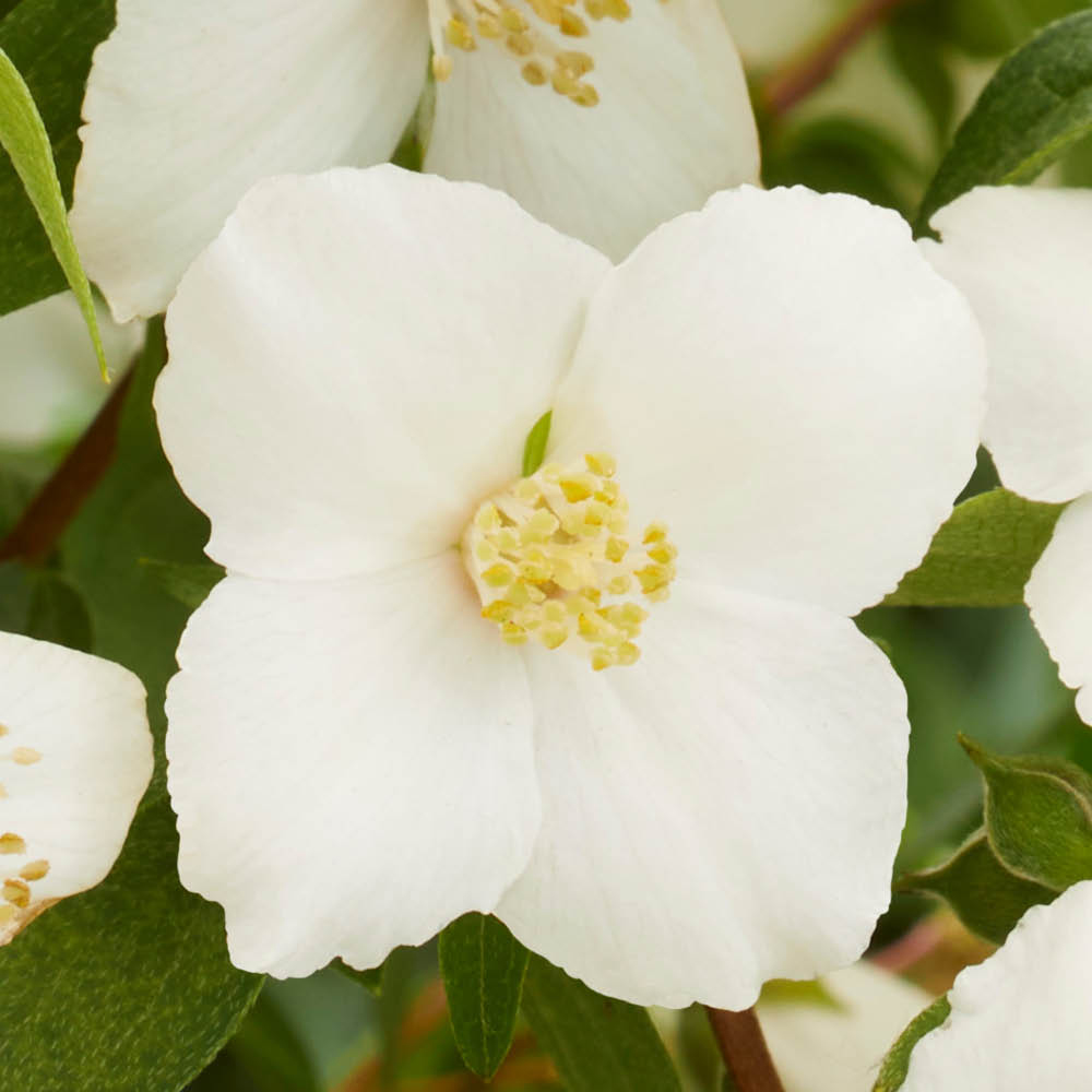 YouGarden Philadelphus Petite Perfume Collection Plant Pot 9cm 3 Pack Image 3