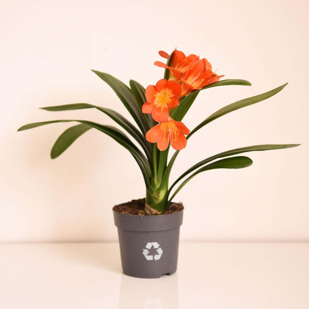 Thompson and Morgan Clivia Miniata Plant in Pot 13cm 2 Pack Image 2