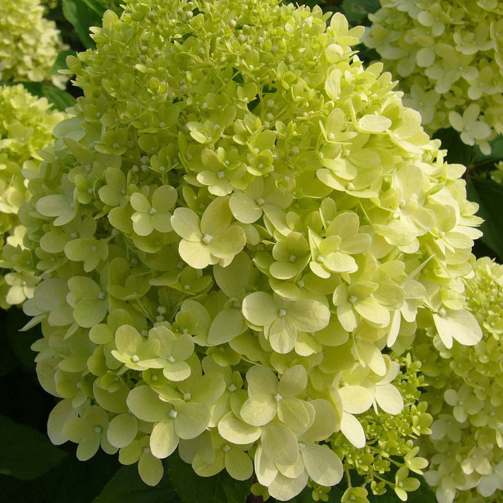 Thompson and Morgan Hydrangea Limelight Standard Plant Pot 4.5L Image 8