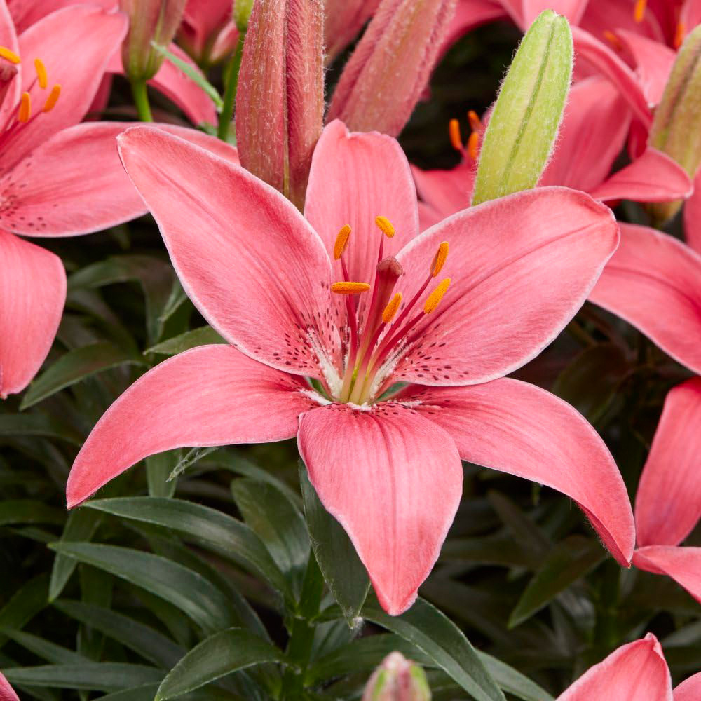 Thompson and Morgan Lily Summer Fun Collection Planting Bulb 18 Pack Image 5