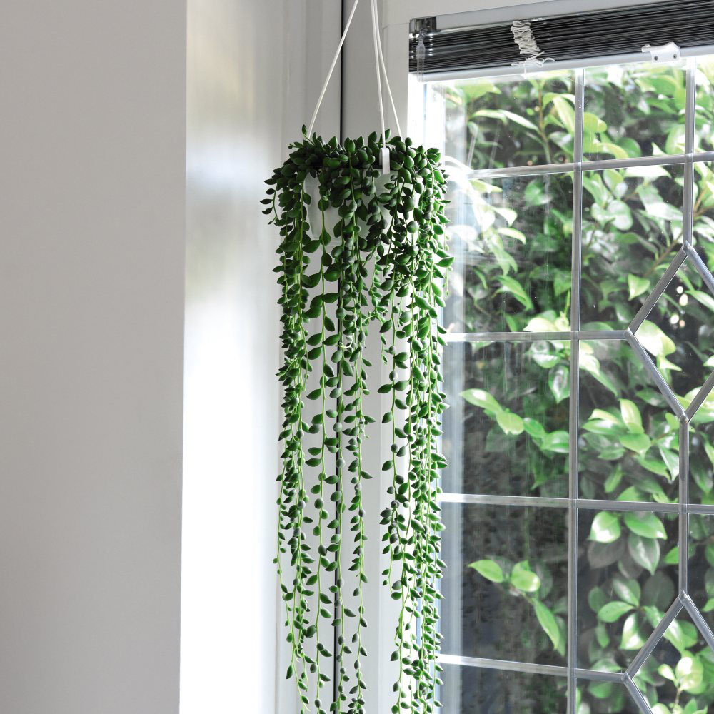 Thompson & Morgan Senecio Rowleyanus String of Pearls Potted Plant 9cm 2 Pack Image 3