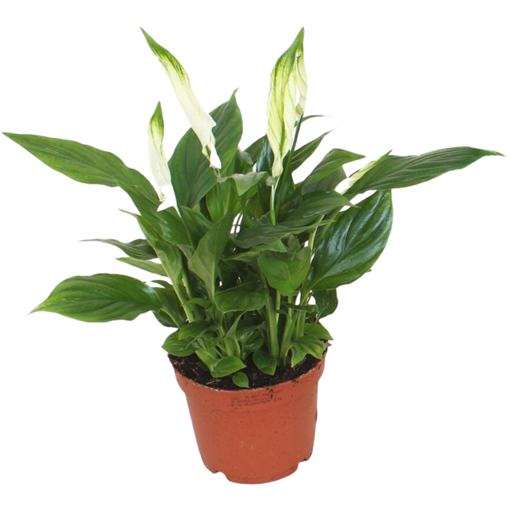 Spathiphyllum Bellini Plant - Green Image