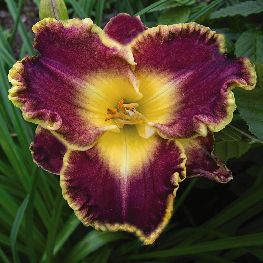 Thompson and Morgan Hemerocallis Collection Bare Root 10 Pack Image 2
