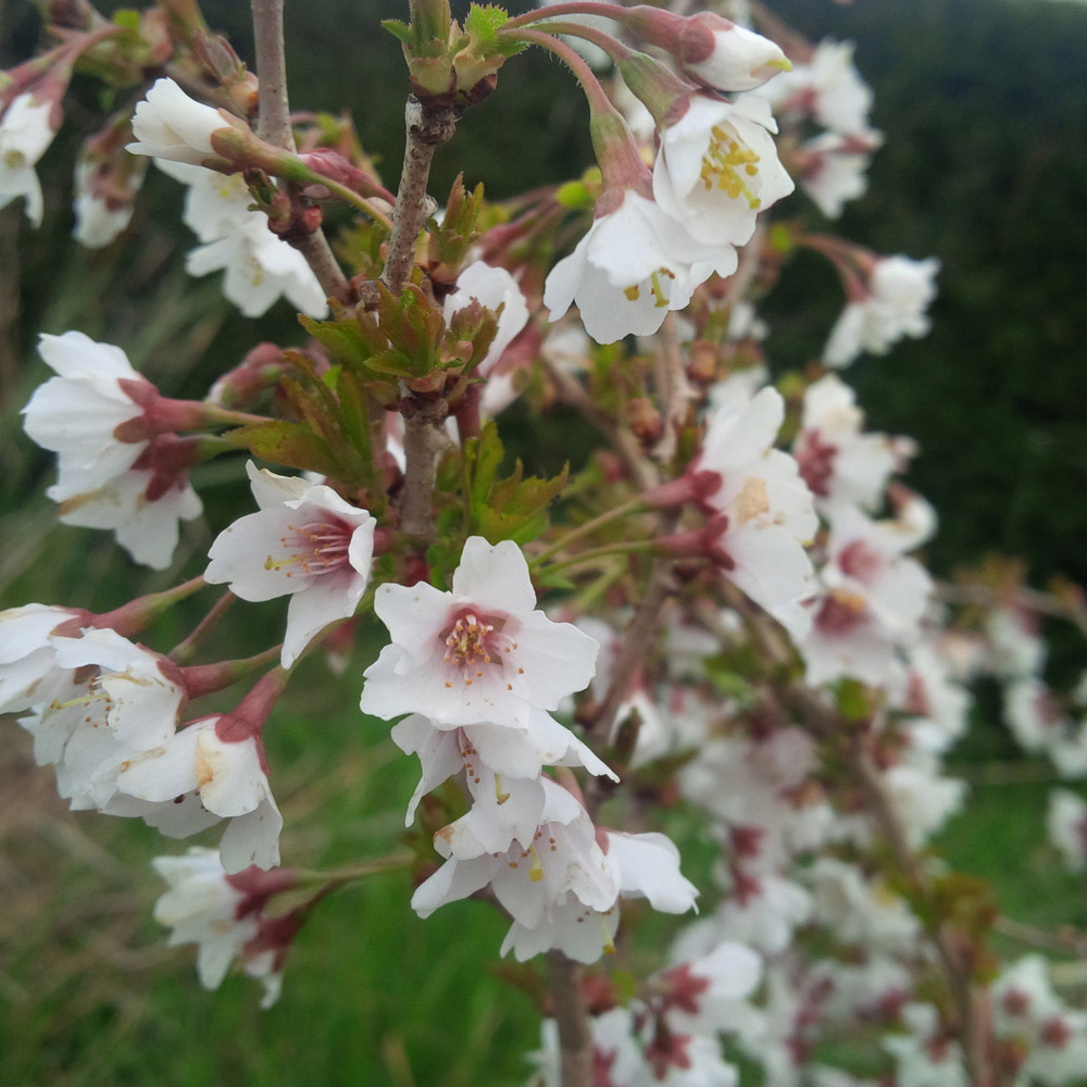 YouGarden Fuji Cherry Prunus Incisa Kojo-No-Mai Plant Pot 3L Image 2