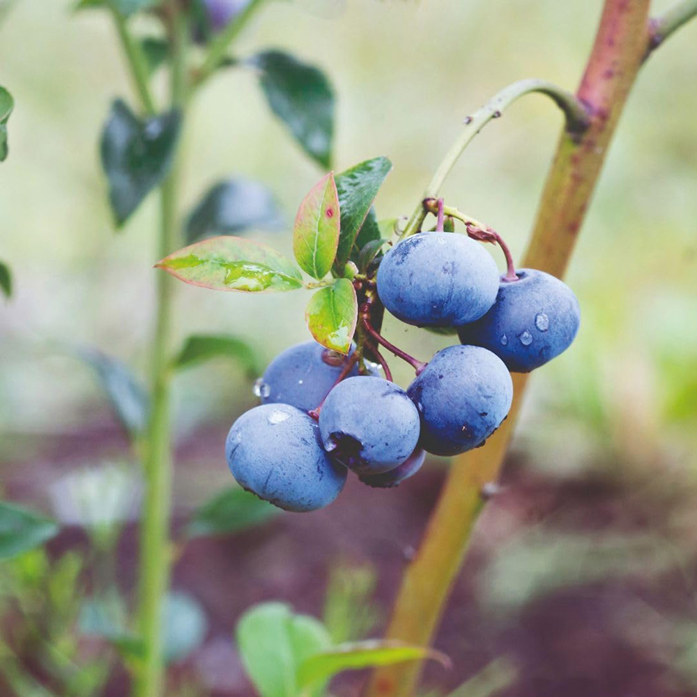 Thompson & Morgan Bluegold Blueberry Plant Pot 3L Image 2