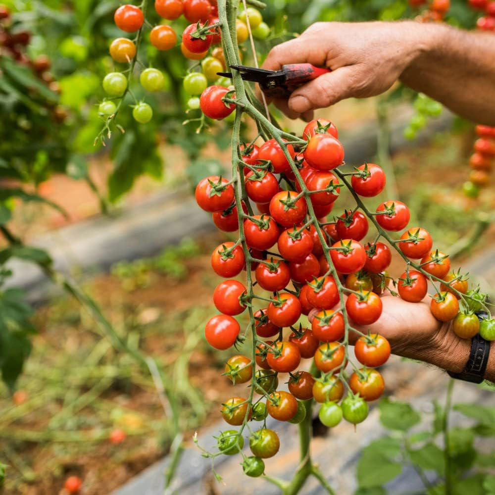 Thompson and Morgan Nurserymans Choice Tomato Postiplugs 6 Pack Image 5