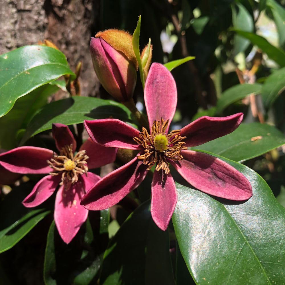Thompson and Morgan Magnolia Hybrid Stellar Ruby Plant in Pot 9cm Image 3