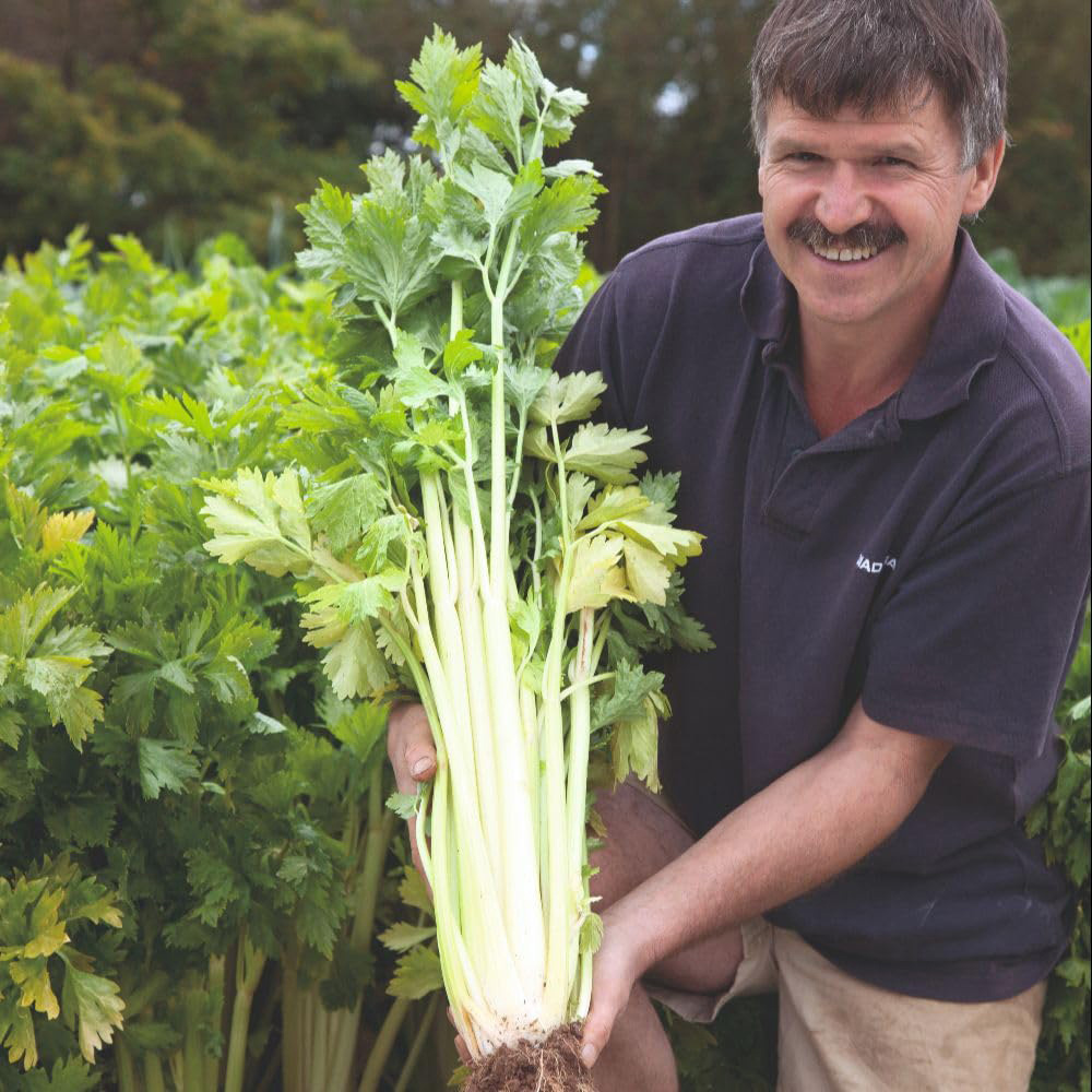 Thompson and Morgan Celery Loretta Seed Packet Image 3