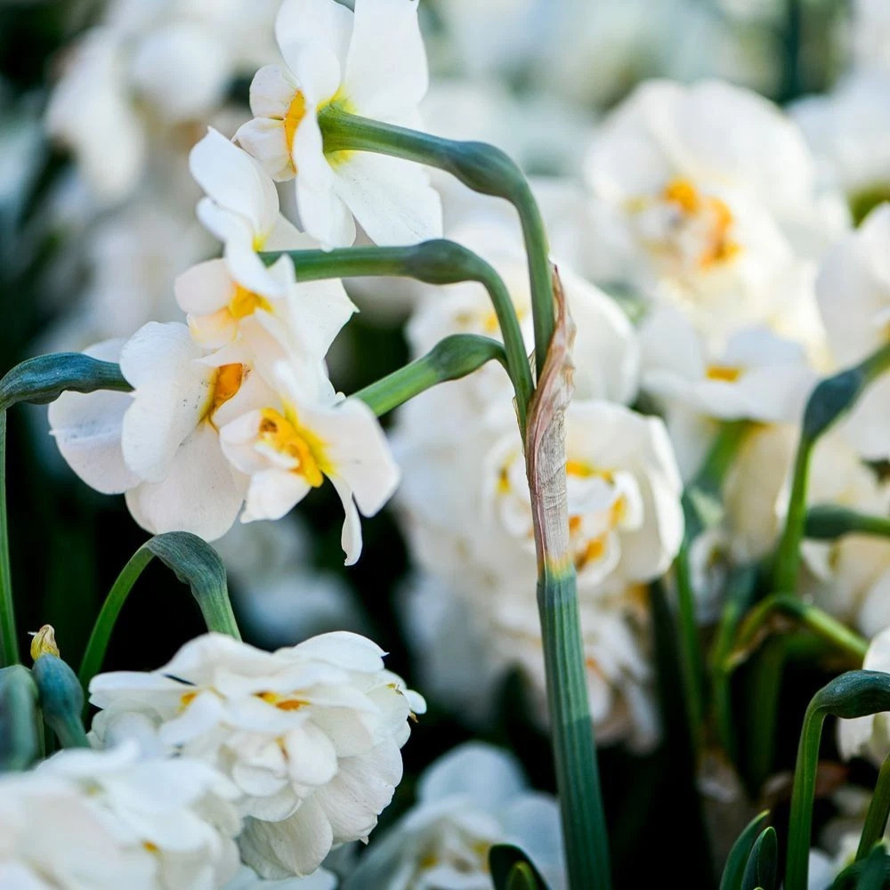 Thompson and Morgan Daffodil Bridal Crown Creamy White and Yellow Planting Bulb 16 Pack Image 4