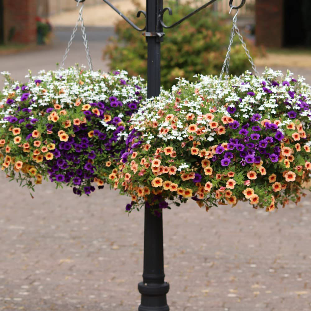 Thompson and Morgan Fruit Salad Preplanted Hanging Basket 35cm Image 4