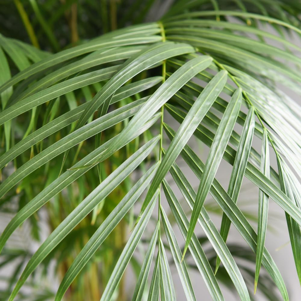 Thompson and Morgan Areca Dypsis Palm Tree Golden Cane Palm Potted Plant 9cm 2 Pack Image 2