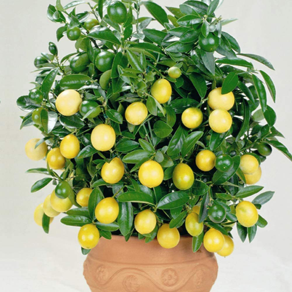 Thompson and Morgan Citrus Lemon Tree Potted Plant 9cm 3 Pack Image 2