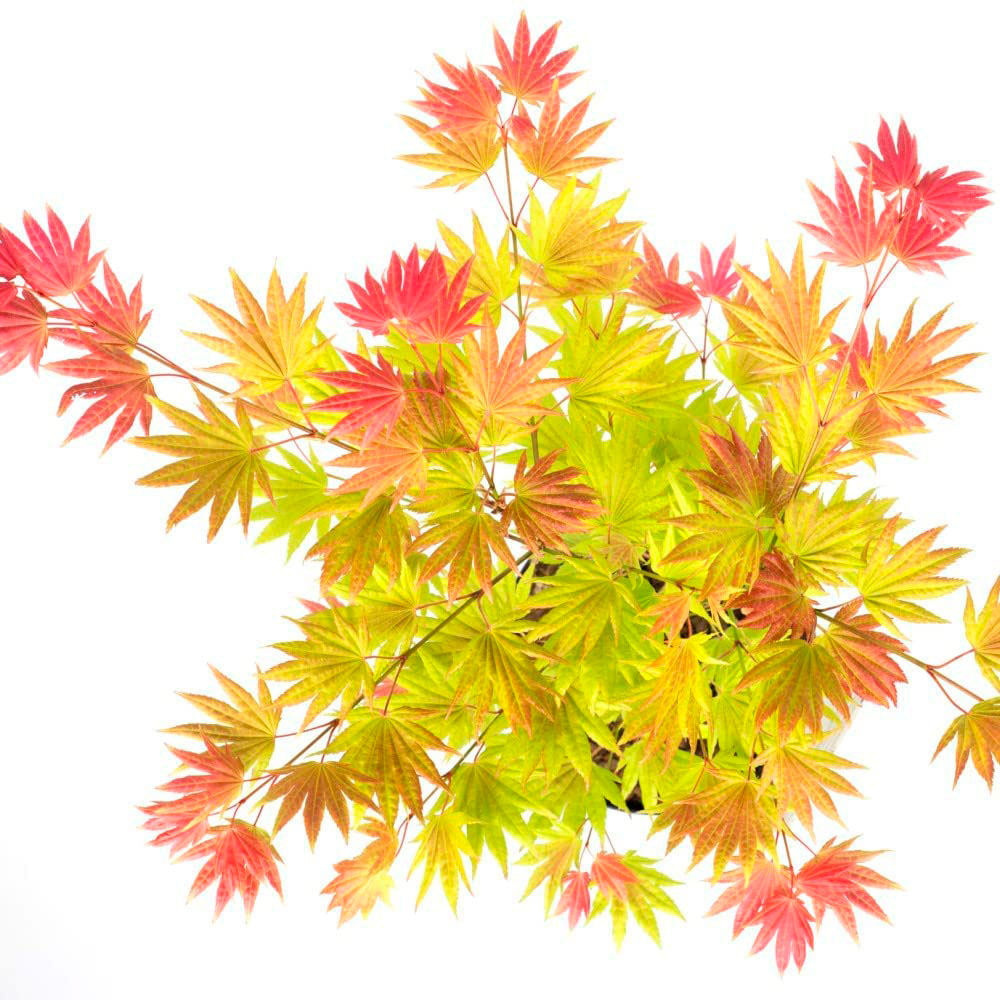 Thompson and Morgan Acer Shirasawanum Moonrise Plant Pot 3L 2 Pack Image 3