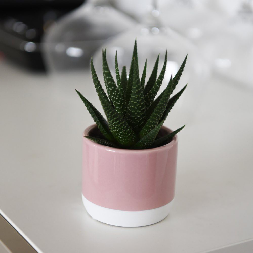 Thompson and Morgan Haworthia Hybrid Mix Plant Pot 5.5cm Image 3