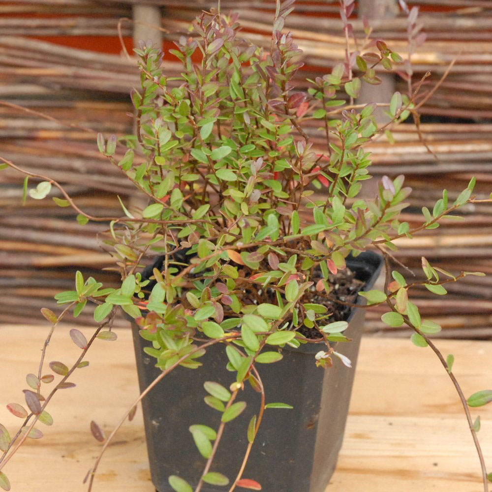 Thompson & Morgan Cranberry Vaccinium macro Pilgrim Potted Plant Image 5