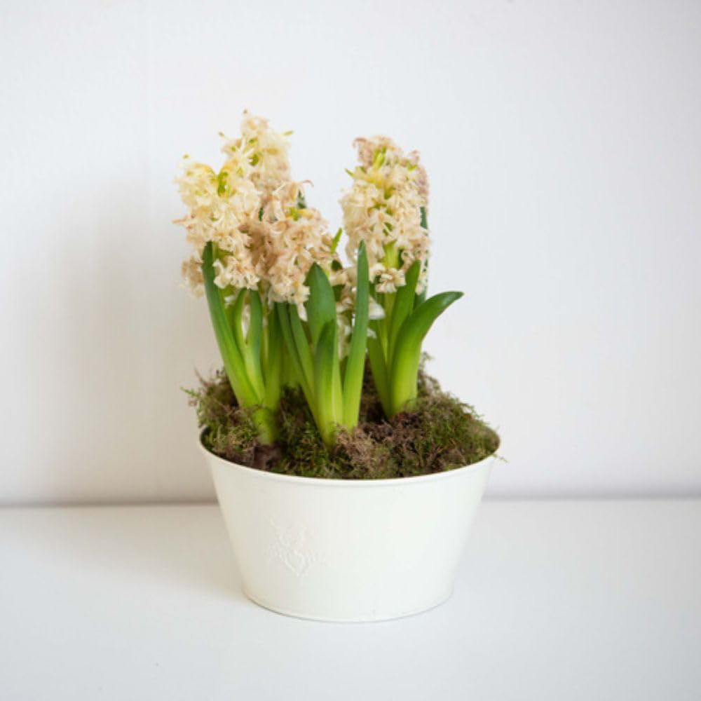Thompson and Morgan Christmas Gift Hyacinth White Pearl 5 Planting Bulb in Pot 2 Pack Image 2