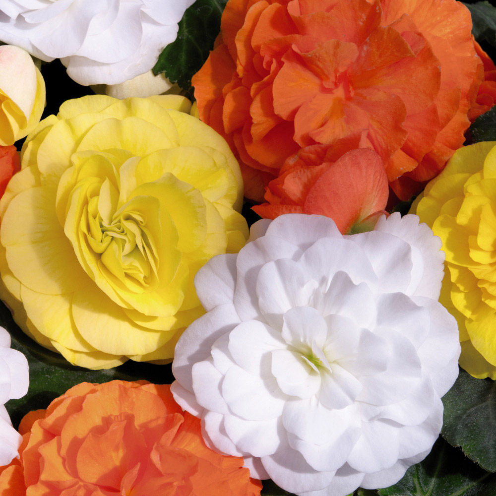 Thompson and Morgan Begonia Nonstop Citrus Mix Garden Ready Plant 30 Pack Image 3