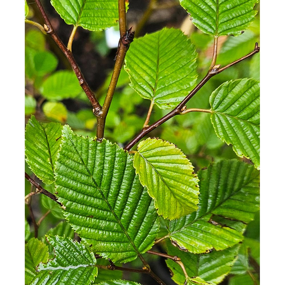 Inspirational Gifting Hornbeam Semi-Evergreen Bare Root Hedge Plant Sapling 30-60cm 5 Pack Image 2