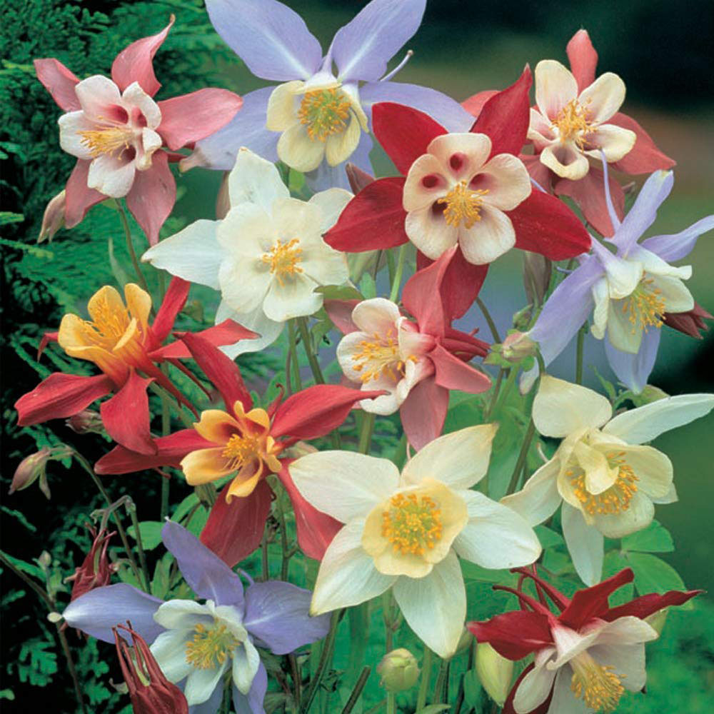 Thompson and Morgan Aquilegia Mrs Scott Elliott Plant Plug 48 Pack Image 1